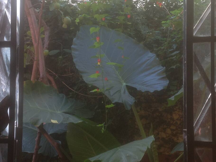 Las plantas