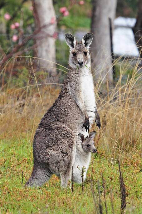 Kangaroos in the wild may be viewed all day a 5 minute walk or 2 minute drive from the Valley House