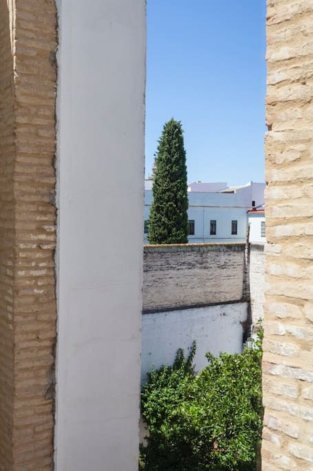 Ciprés de un convento adjunto y Naranjo de patio vecina.