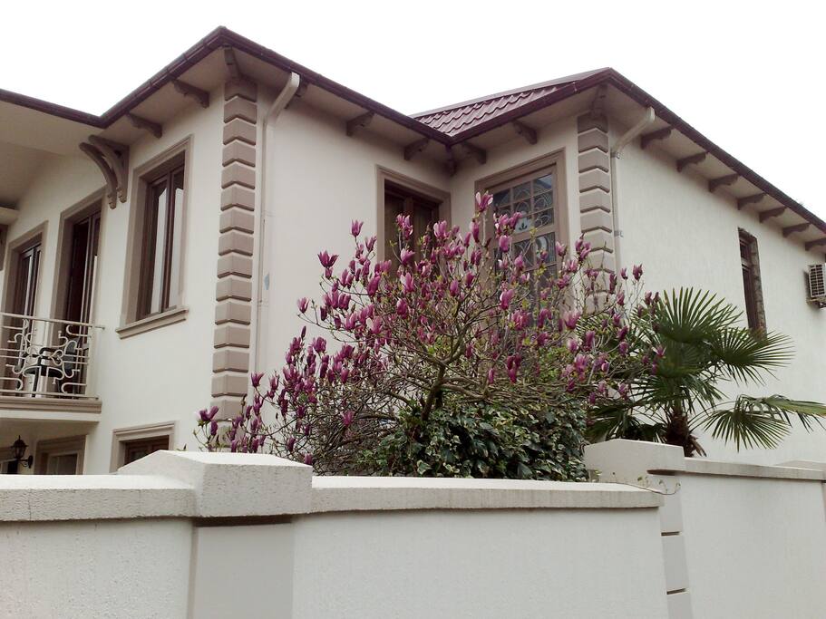 MAGNOLIA SULANZA