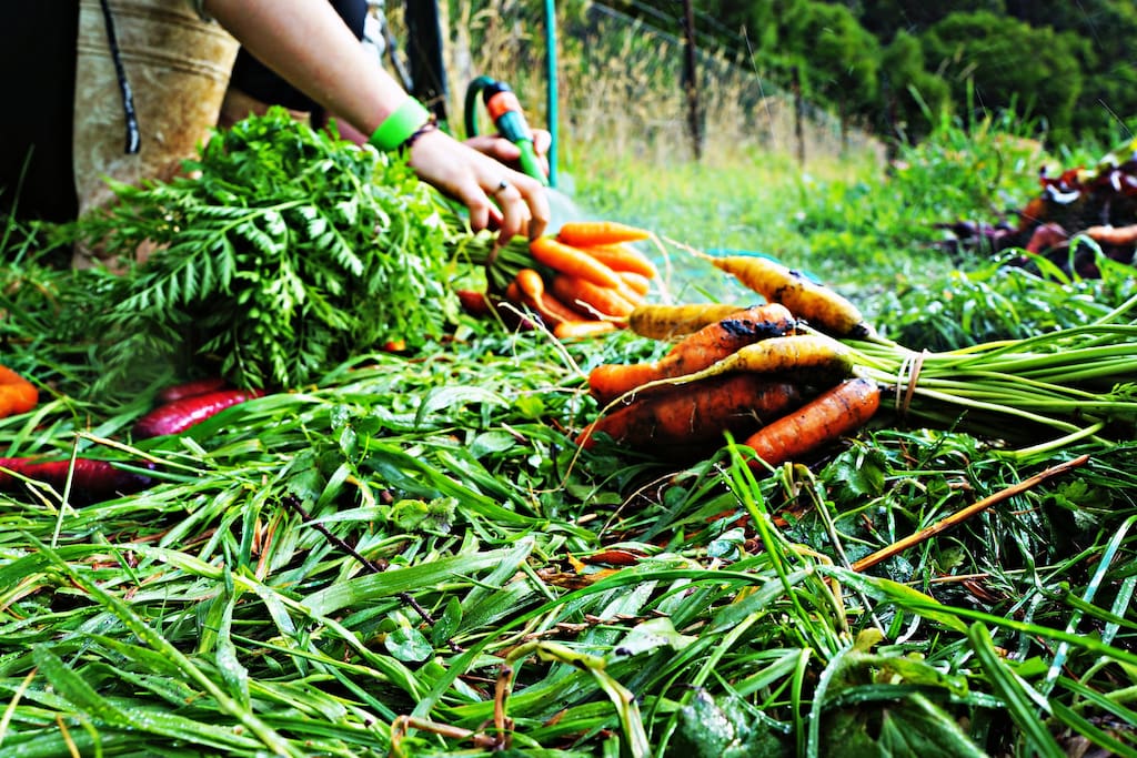 Enjoy the delights from our gardens