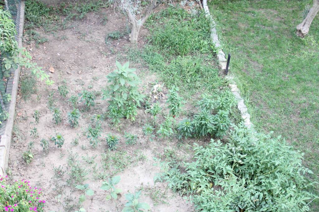 Organic Mini Farm