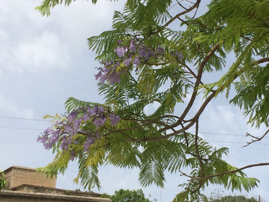 the Jacaranda in bloom