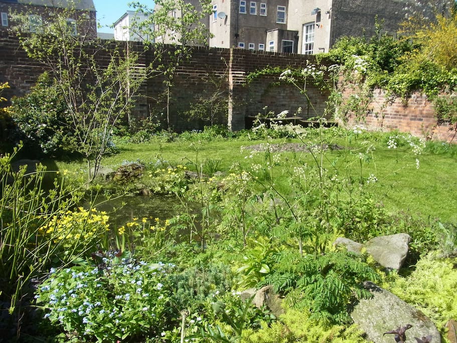 Back garden