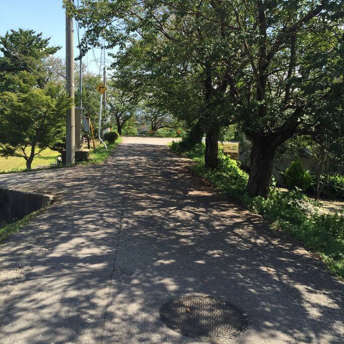 木漏れ日のなかを歩けば気持ちがいいです
