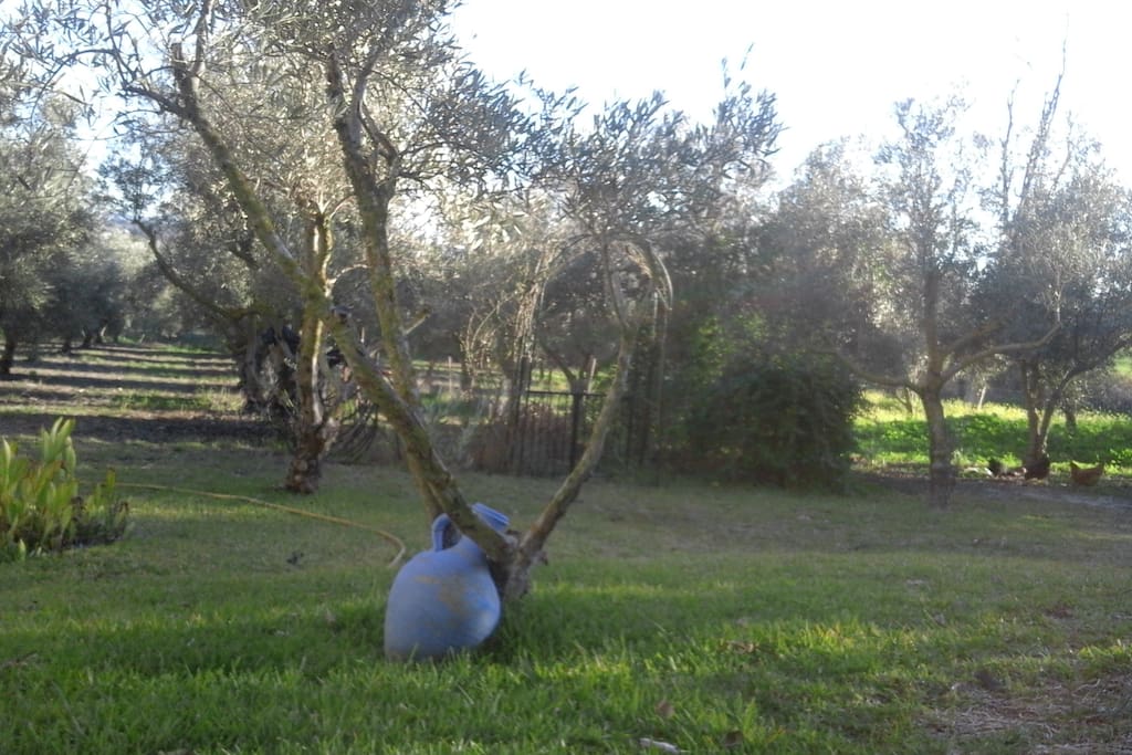 jardin