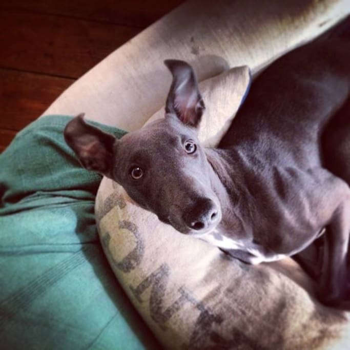 Our friendly dog Devo