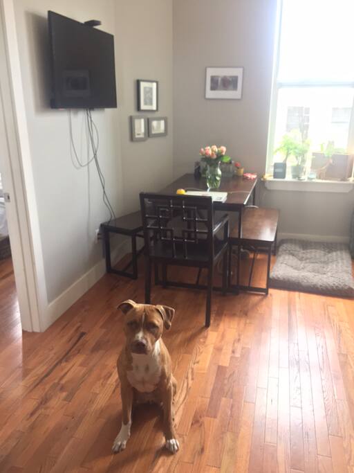 Finn our friendly pit bull!