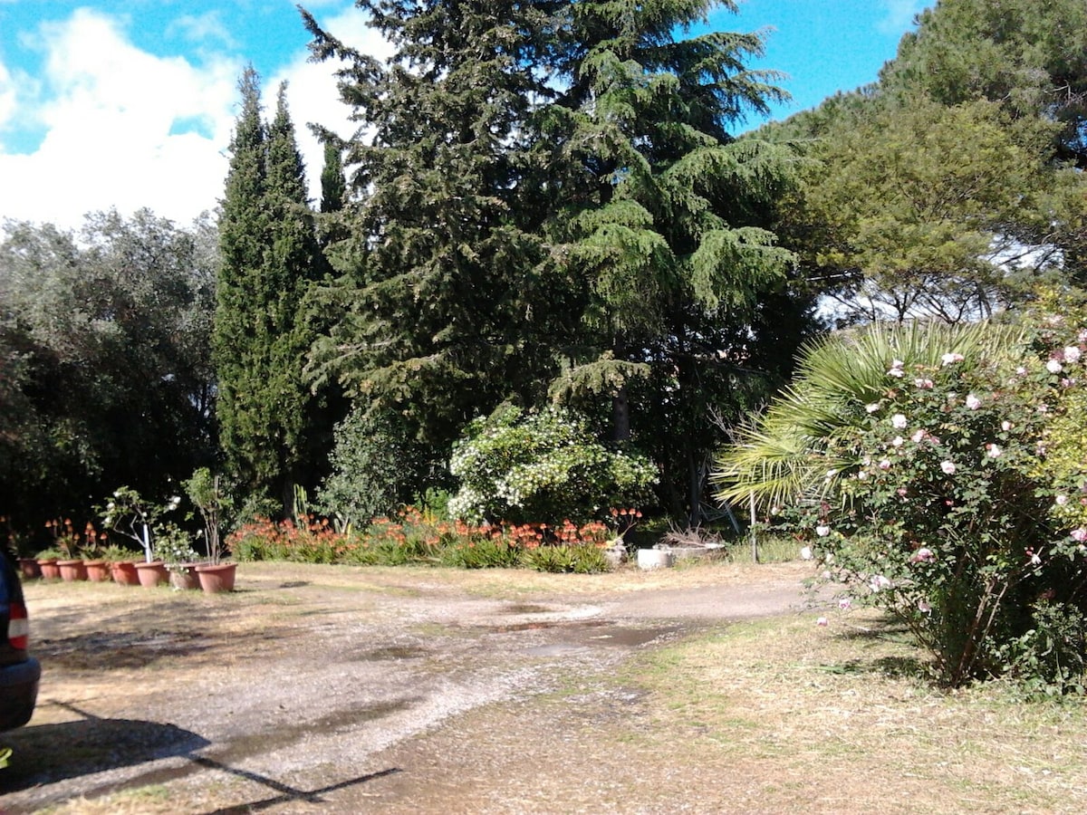 A gravel path meanders through a lush garden area, flanked by various trees and flowering shrubs. Potted plants line the sides, creating a serene and inviting atmosphere. The greenery offers a peaceful backdrop, contributing to a spacious outdoor setting.
