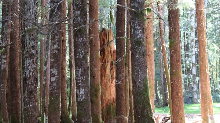 Sol Duc Retreat Cabin Tent 7 - Lake Crescent, WA