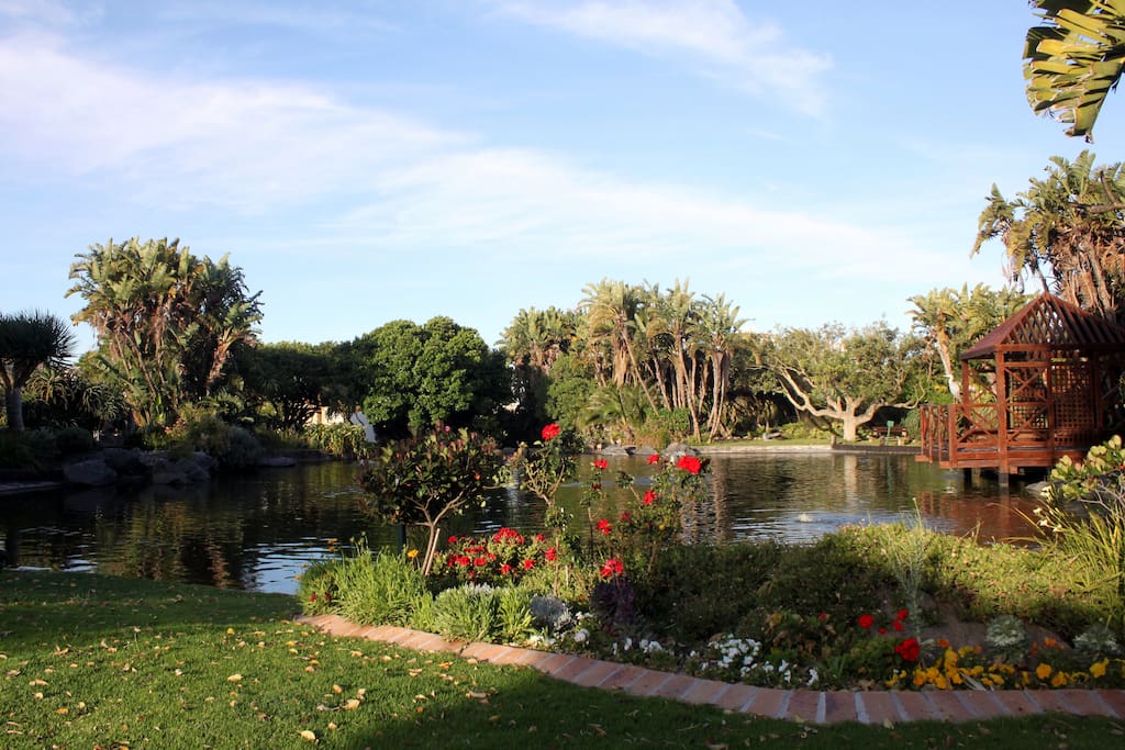 Serendipity of Woodbridge Island's Koi Pond