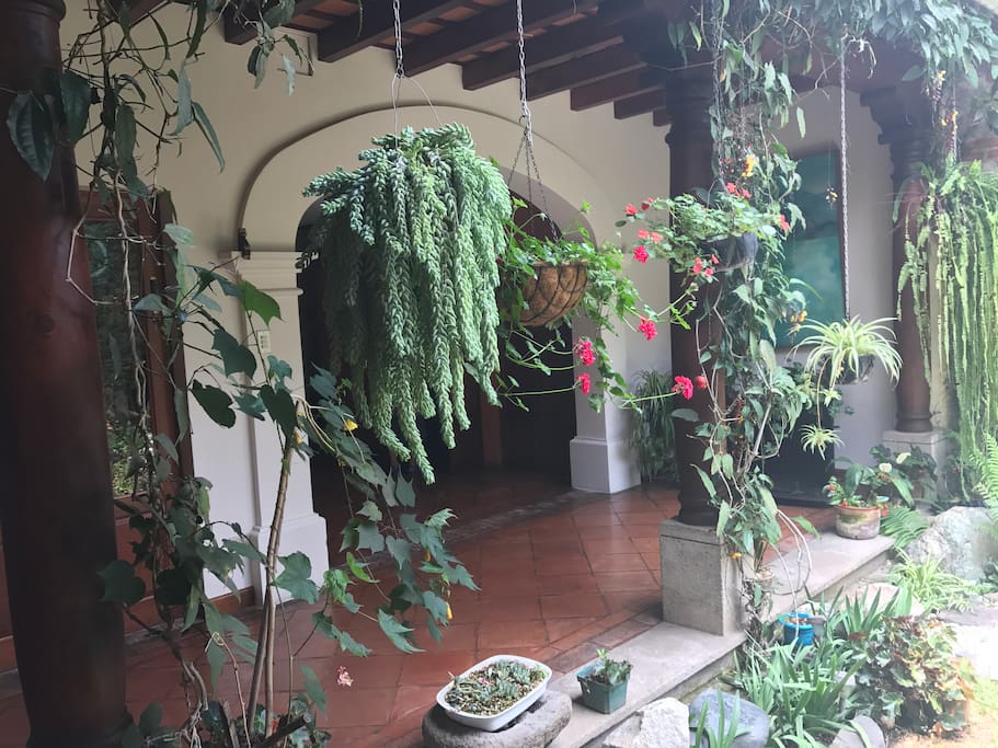 Lush Tropical Garden