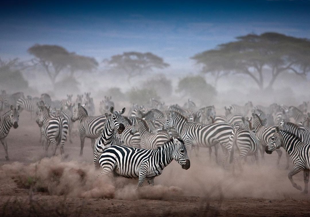 A lively scene captures a herd of zebras galloping across a dusty landscape. Their distinctive black and white stripes create a striking contrast against the muted earth tones of the terrain. Soft silhouettes of trees dot the background, blending into a blue-grey sky.