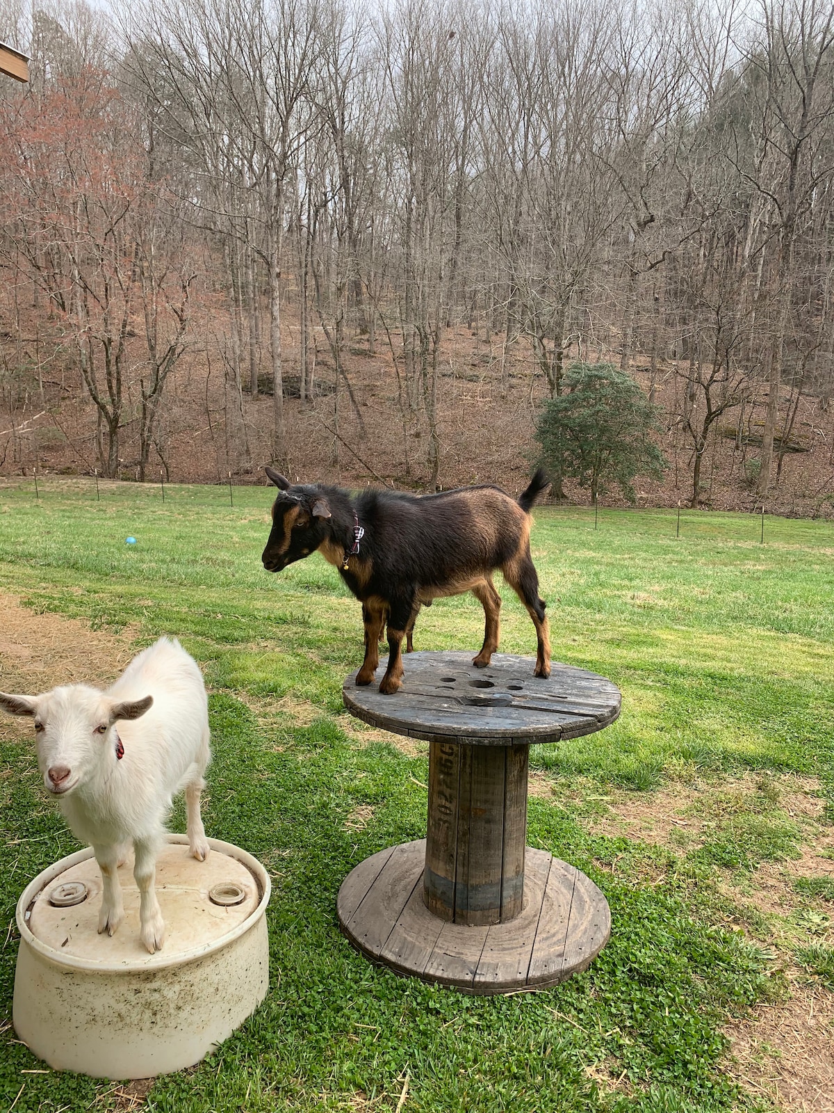 Two goats are depicted in a rural outdoor setting. One goat stands confidently on a wooden spool, while the other remains next to a circular container. A wooded hillside serves as the backdrop, with trees partially bare, suggesting a tranquil countryside atmosphere.