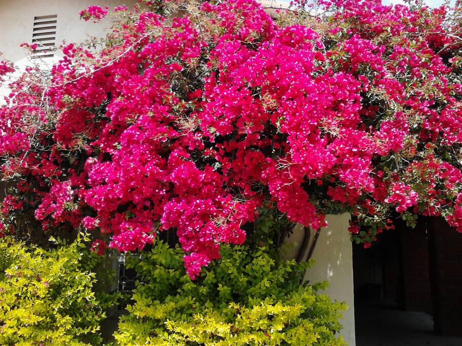 Lovely Bouganvilla
front entry