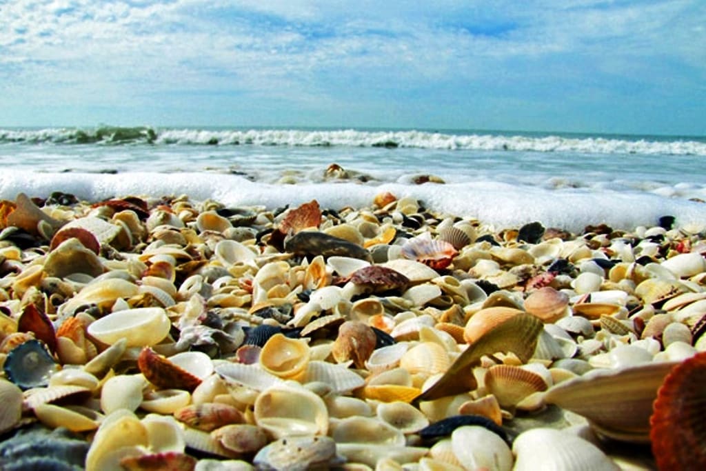 Dreaming of shelling? Bobby says, "It's pretty easy to find shells on Sanibel"