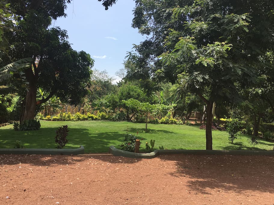 View of the backyard which includes two mango trees and a lime tree.
