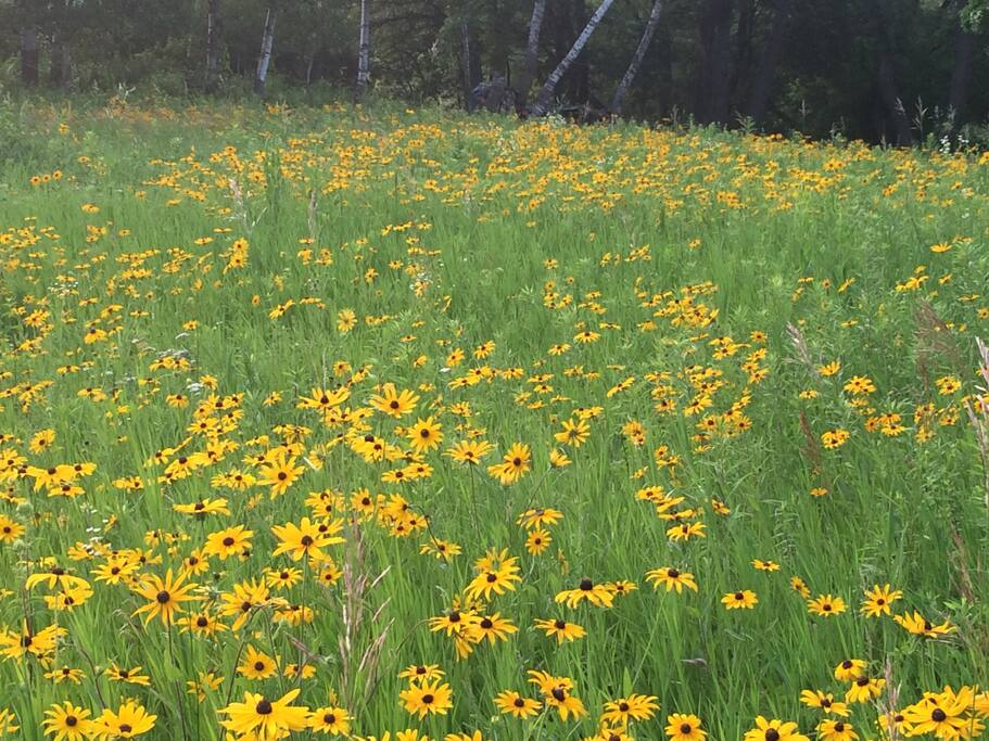 So many wildflower varieties. These are my favorite.