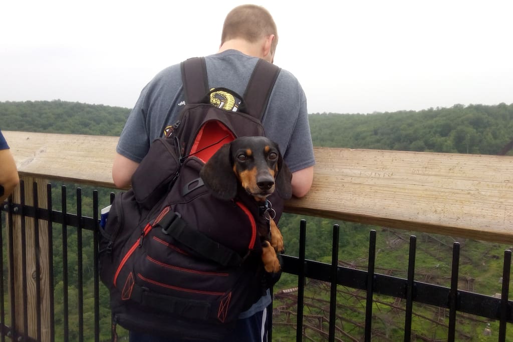 This is my backpack riding partner in adventure: Mr Doc