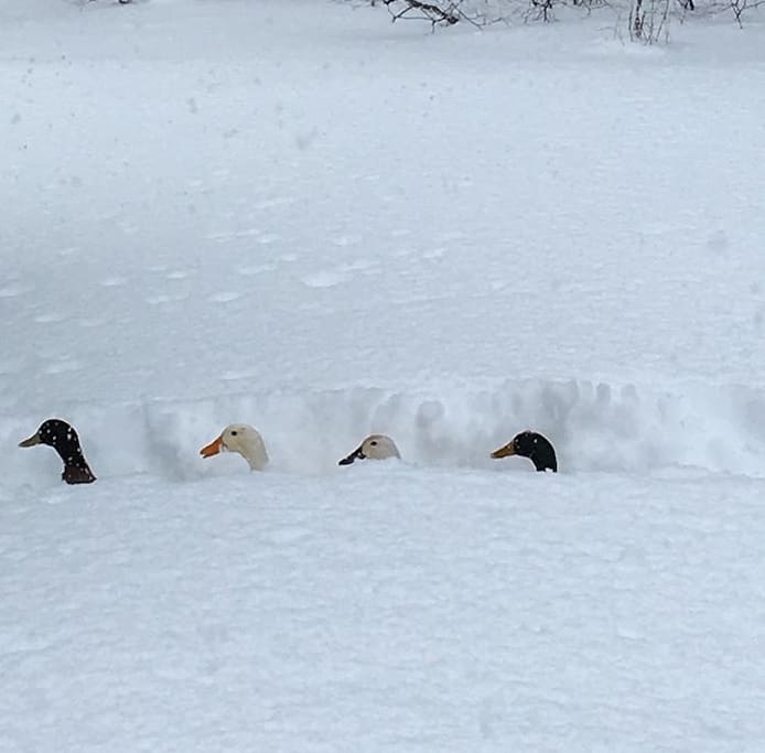 Ducks love the snow