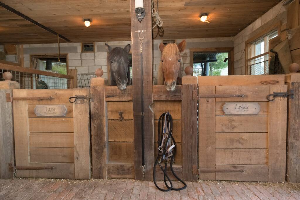 Issa and Lukka, two of the downstairs residents of the suite.