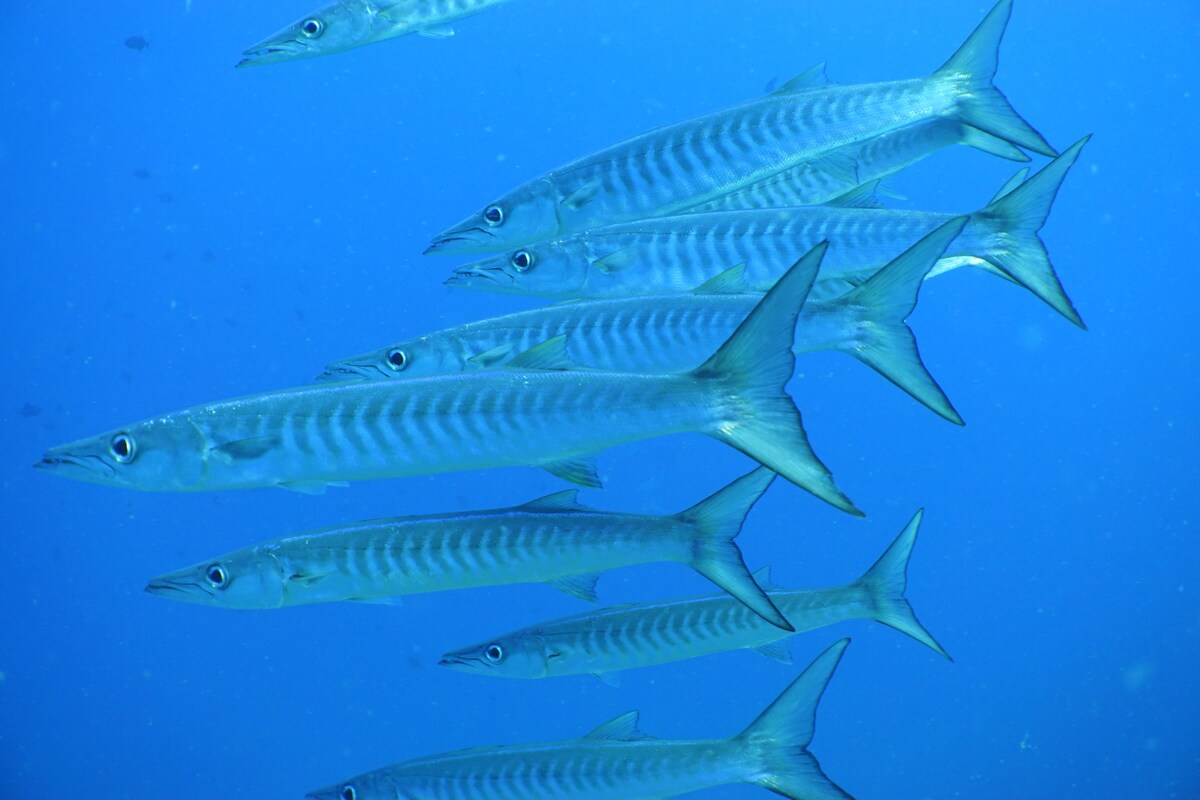 Kri Vacation Rentals u0026 Homes - Yenbuba, Meos Mansar, Indonesia 