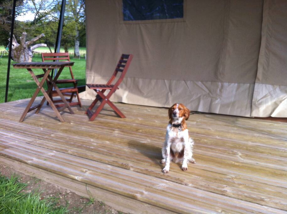 Jasper will give you a warm welcome.