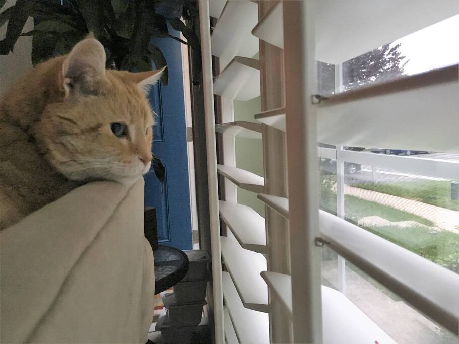 Guard Cat
