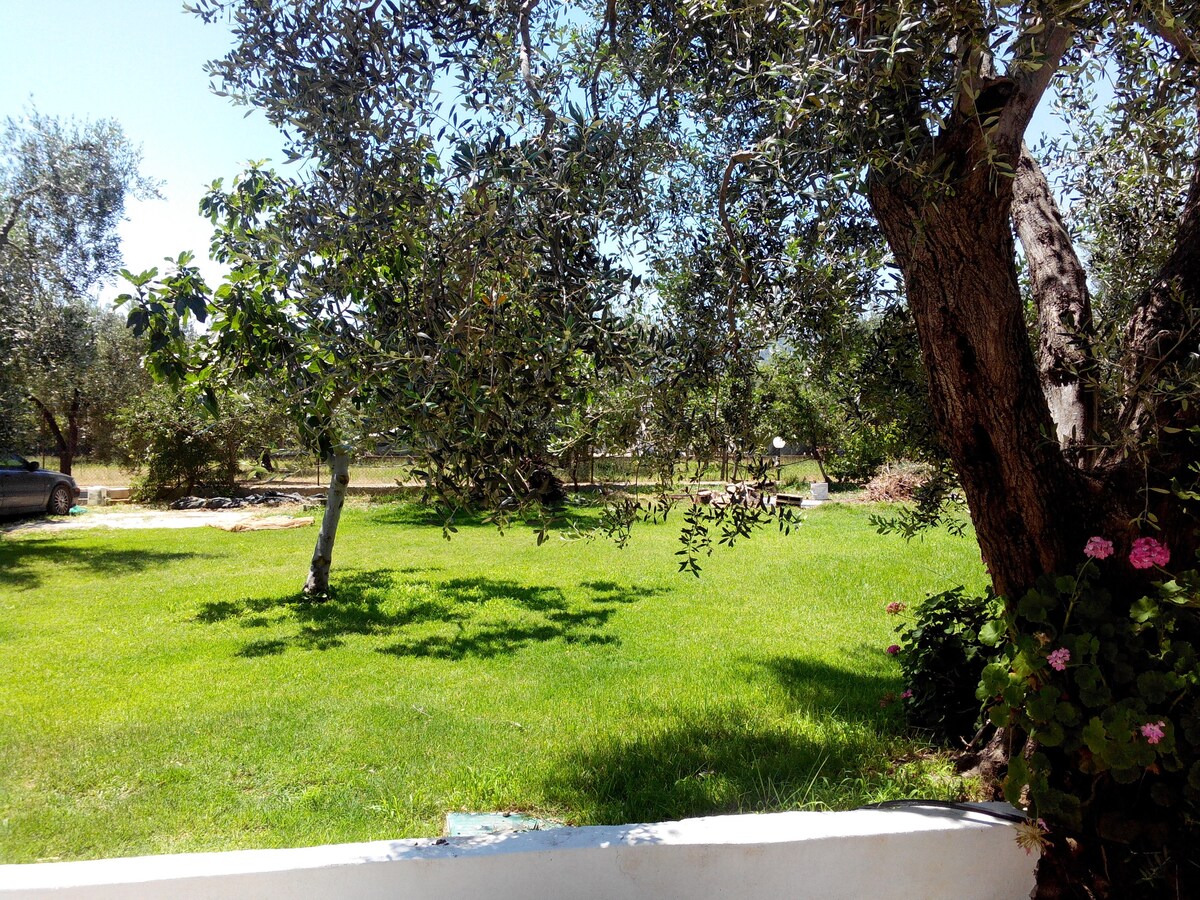 A lush green garden is displayed, featuring a mix of olive trees and vibrant foliage. A well-maintained lawn stretches across the area, with sunlight enhancing the natural landscape. A gravel path and a parked car can be seen in the background, adding to the serene environment.