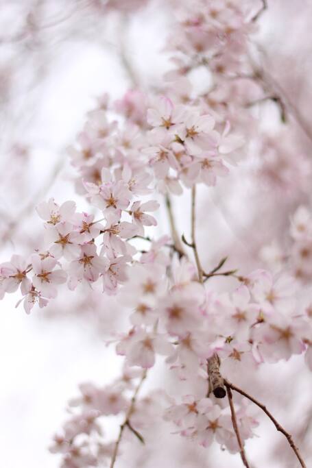 You can see cherry bloosum in Shinjuku Chuo-Park