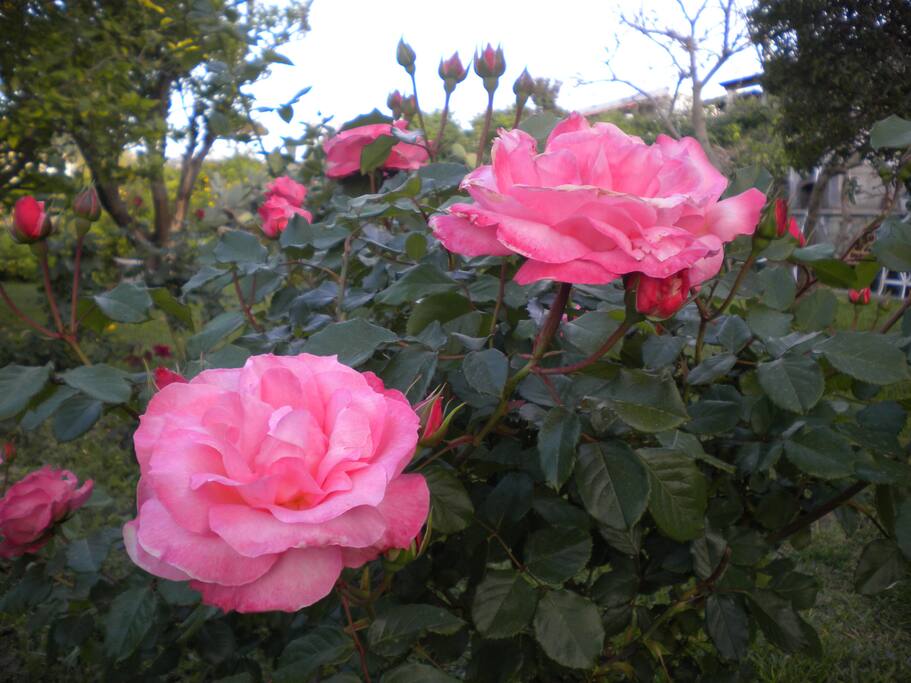 a primavera!