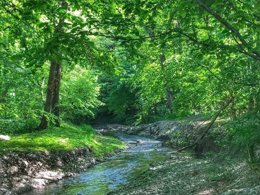 Stream behind the house
