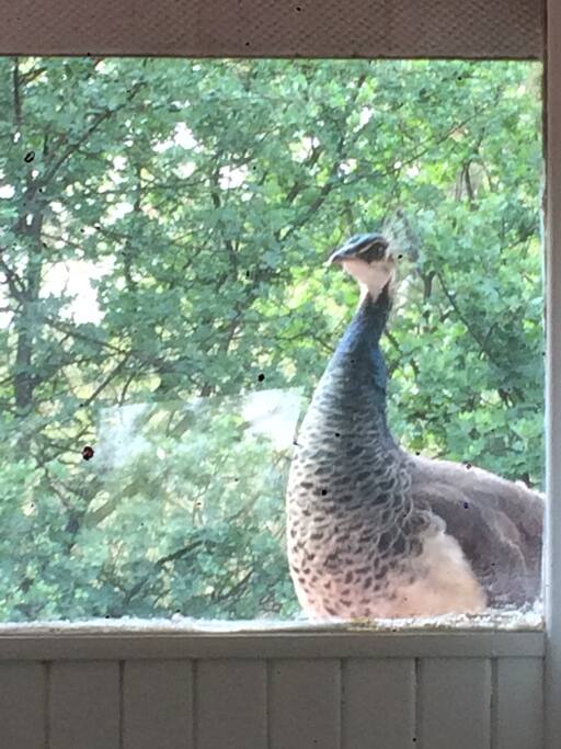 A visitor at the window