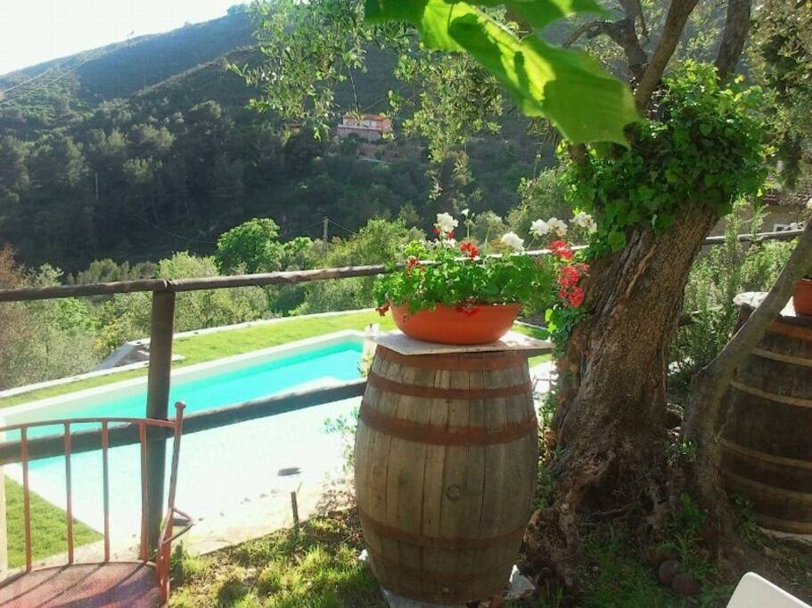 View from the garden down to the pool