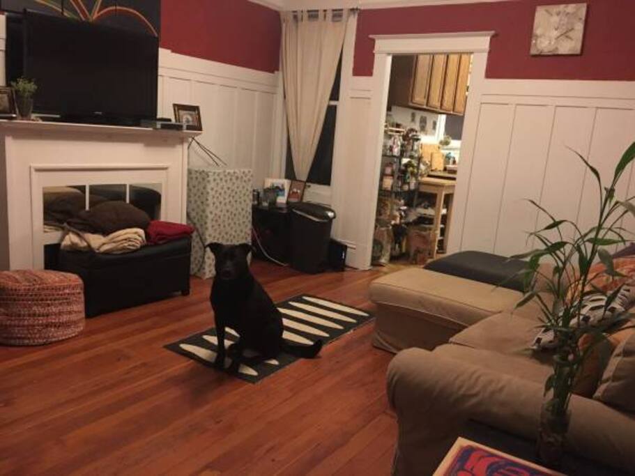 The living room comes with Patrick, the dog.