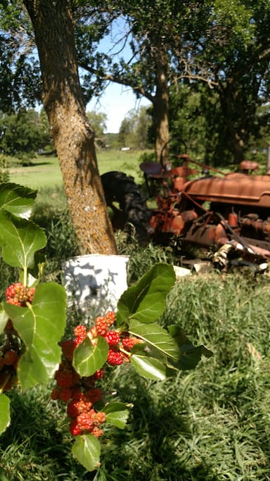 Mulberry tree and tractor