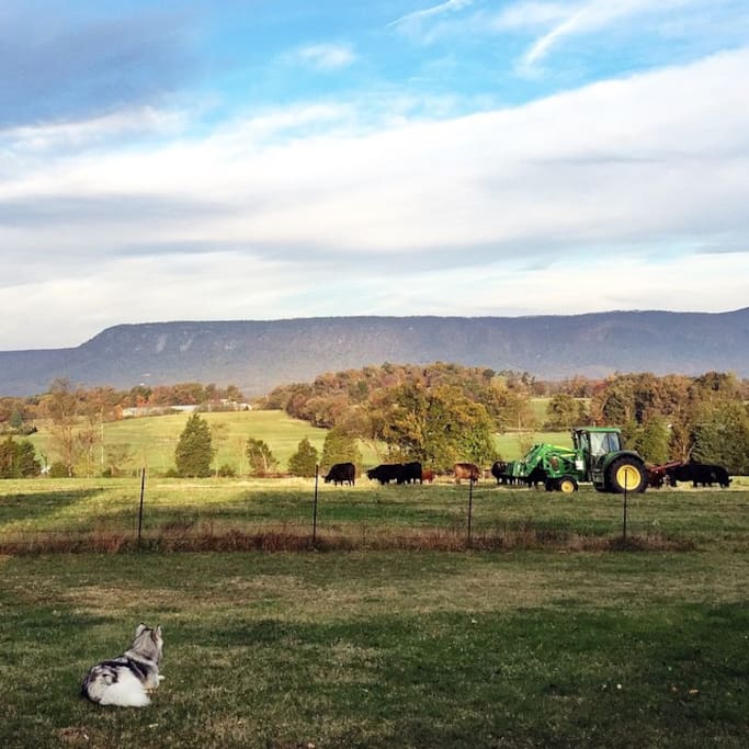 Typical view from the front porch. It is absolutely beautiful in the morning and at sunset.