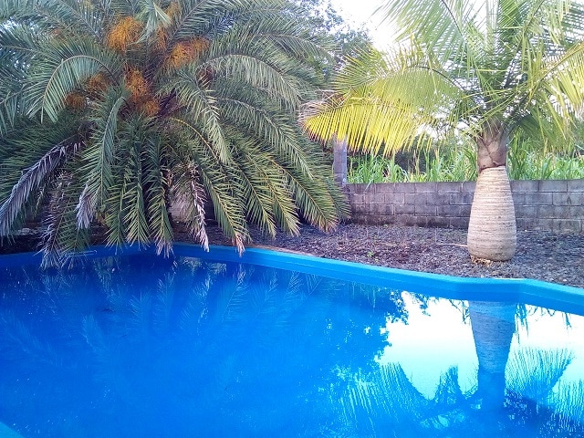 A bright blue salt-water pool is surrounded by lush greenery, including tall palm trees that provide shade. The calm water reflects the surrounding foliage, creating a serene environment for relaxation.