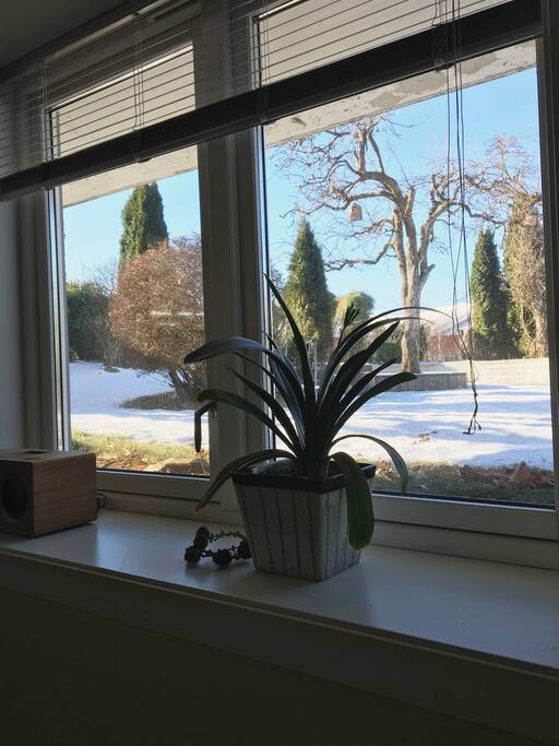 Garden view from the studio