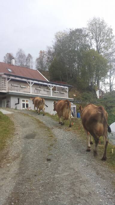 Our cows on the way being milked