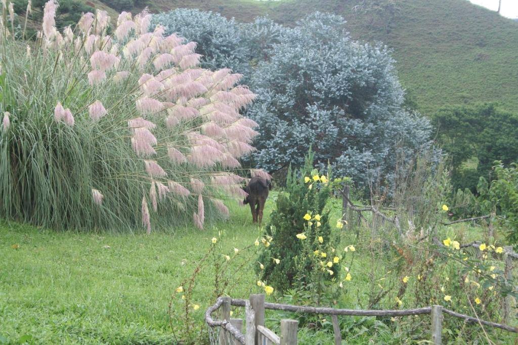 Paisagismo exuberante