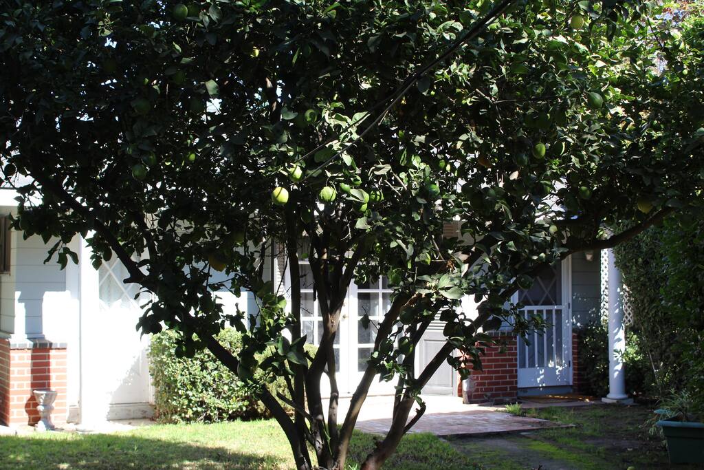 Private Yard