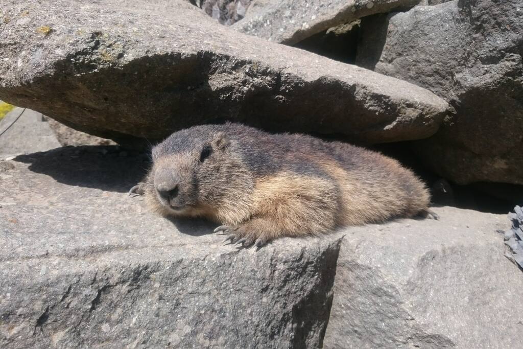 Les marmottes vous attendent