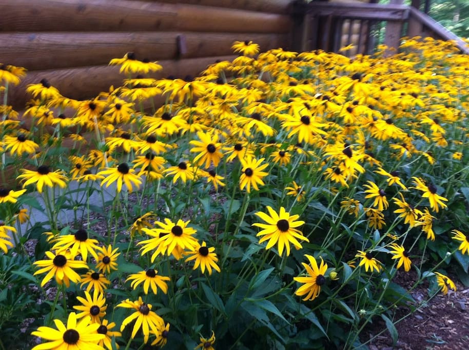 Black-eyed Susans in the summer.