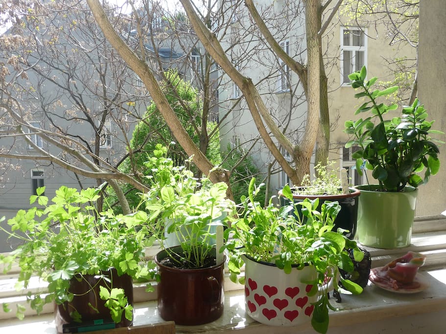 Unser kleiner Kräutergarten