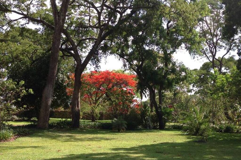 The Garden.