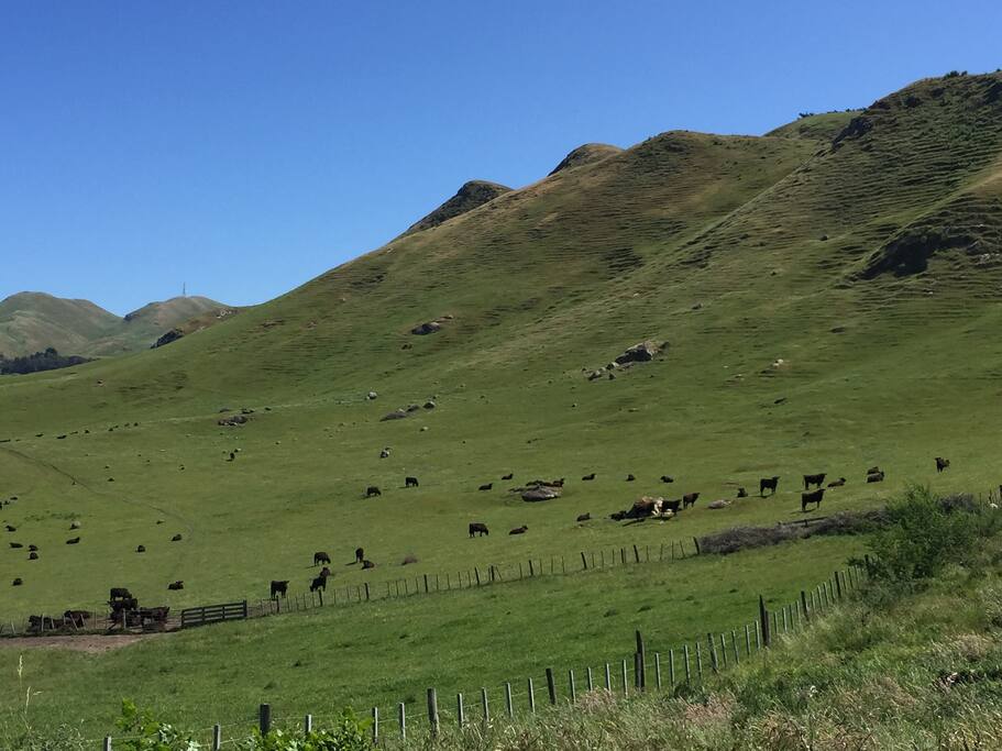 Stunning views onto beautiful farm land where cattle peacefully graze away