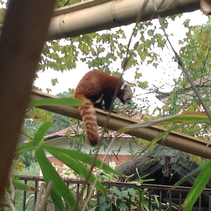 Le jardin des plantes et ses charmants locataires.