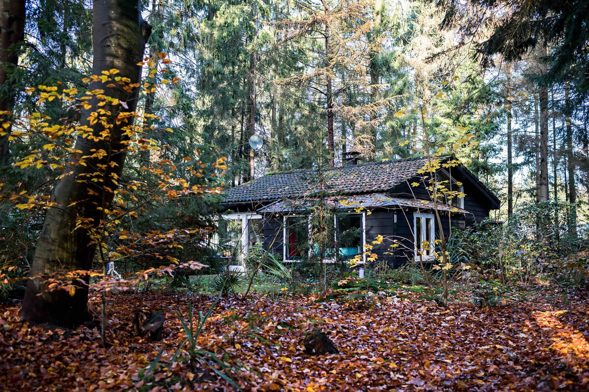 A charming cabin is nestled among tall trees, surrounded by a landscape of autumn leaves. The dark exterior of the cabin is complemented by the vibrant colors of the foliage, creating a serene setting that highlights its natural surroundings.