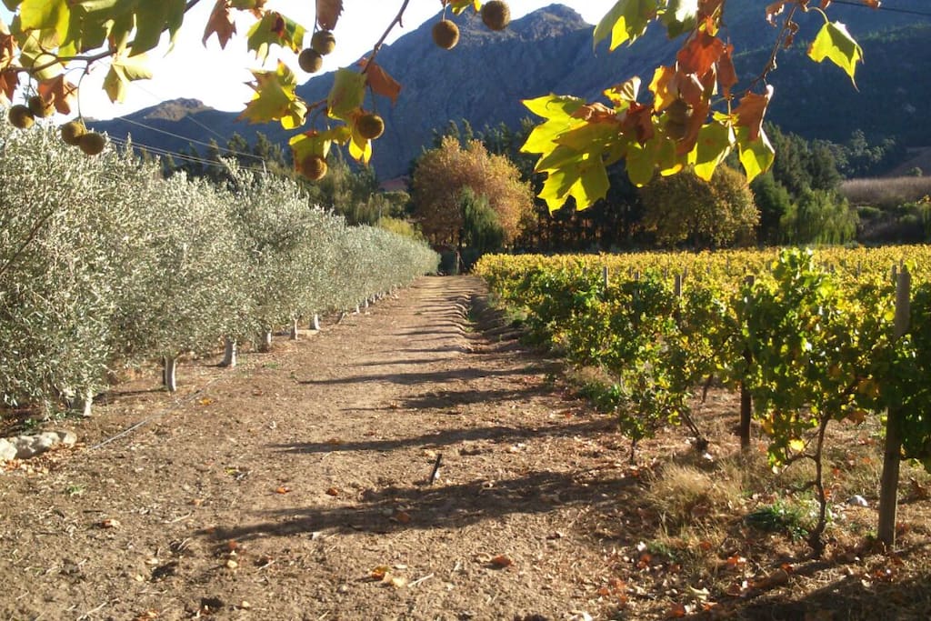 Olive trees and vineyard